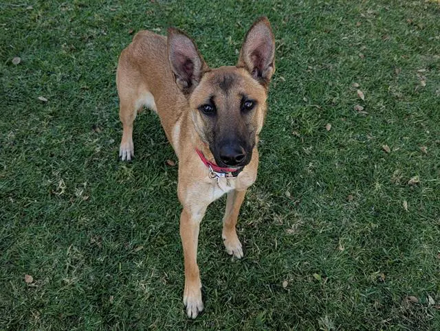 Jelly - Belgian Shepherd Malinois