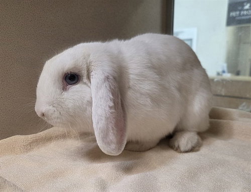 OLAF