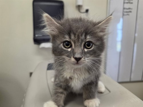 SCRAMBLE, Baby Domestic Medium Hair (medium coat), cat for adoption in Poway, California