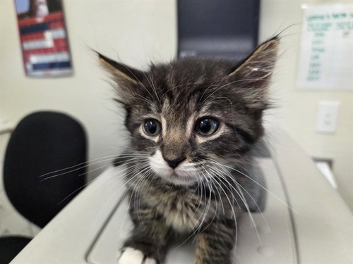 SOUFFLE, Baby Domestic Medium Hair (medium coat), cat for adoption in Poway, California