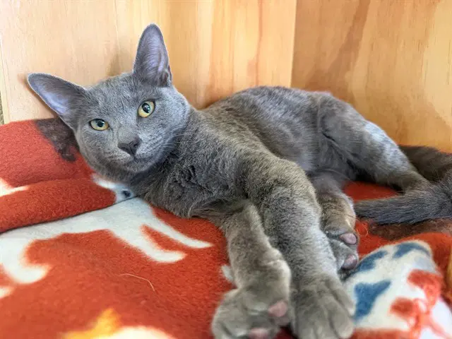 Liesl - Domestic Short Hair