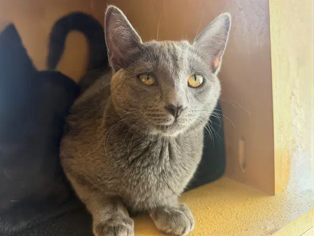 Gretl - Domestic Short Hair