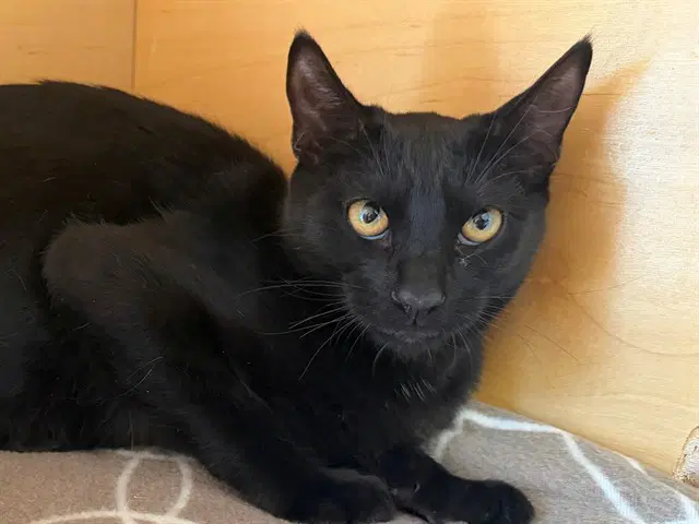 Friedrich - Domestic Short Hair