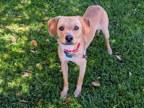 BACON, an adoptable Beagle in San Clemente, CA
