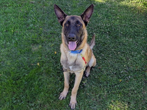 ROAMY, an adoptable Belgian Shepherd Malinois in San Clemente, CA