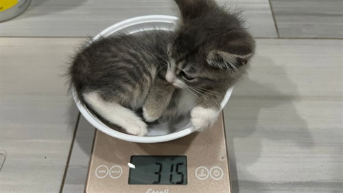 JAN, Baby Domestic Short Hair (medium coat), cat for adoption in Encinitas, California