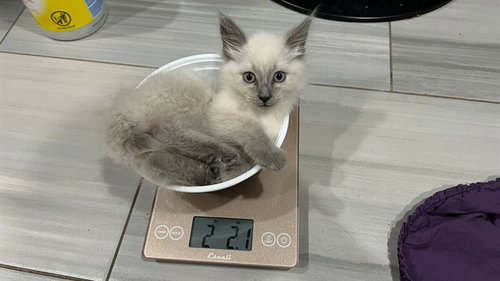 BUDDY BUDDY, Baby Ragdoll (medium coat), cat for adoption in Encinitas, California