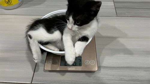 BIG BUDDY, Baby Domestic Short Hair (medium coat), cat for adoption in Encinitas, California