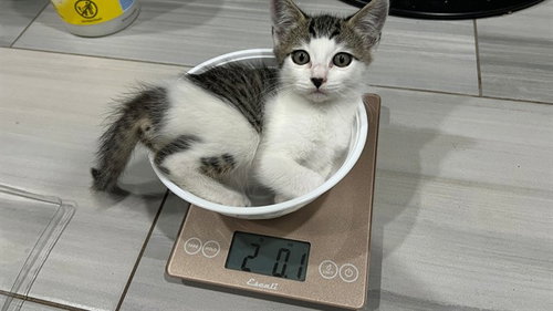 LITTLE BUDDY, Baby Domestic Short Hair (medium coat), cat for adoption in Encinitas, California