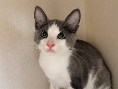 FRED, an adoptable Domestic Short Hair in San Clemente, CA