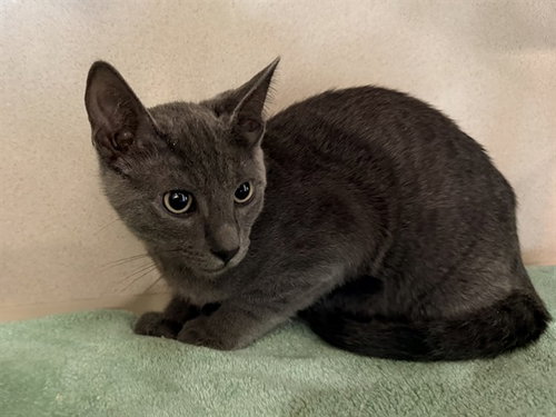 AL, an adoptable Domestic Short Hair in San Clemente, CA