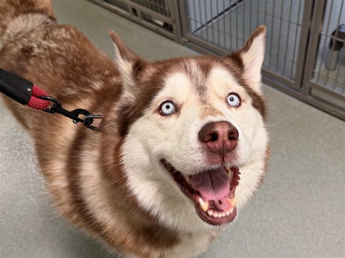 KODIAK, an adoptable Siberian Husky in San Clemente, CA