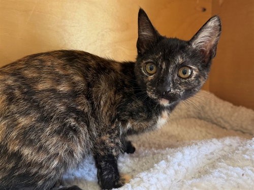 GLINDA, an adoptable Domestic Short Hair in San Clemente, CA