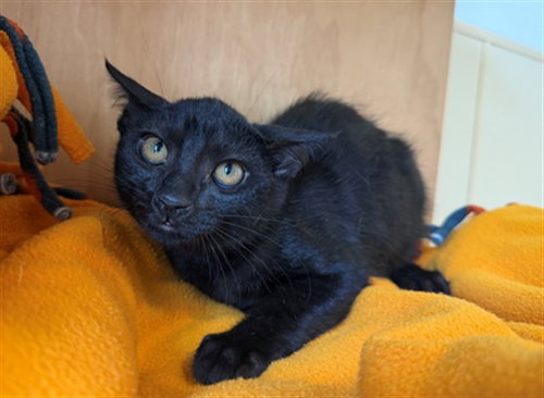 ELPHABA, an adoptable Domestic Short Hair in San Clemente, CA