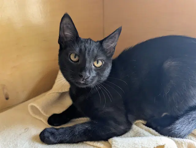 Elphaba - Domestic Short Hair