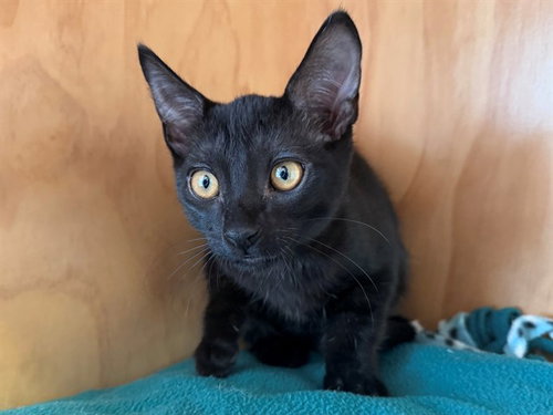 DOROTHY, an adoptable Domestic Short Hair in San Clemente, CA