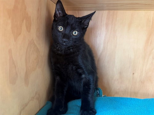 WIZARD OF OZ, an adoptable Domestic Short Hair in San Clemente, CA