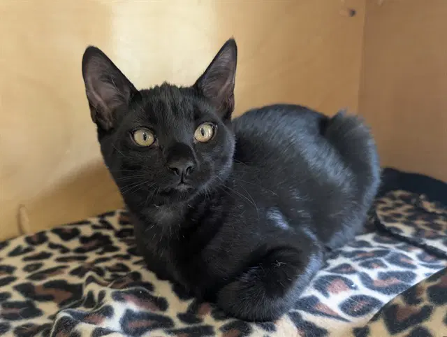 Wizard Of Oz - Domestic Short Hair