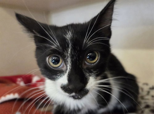 MUFFINS, an adoptable Domestic Short Hair in San Clemente, CA