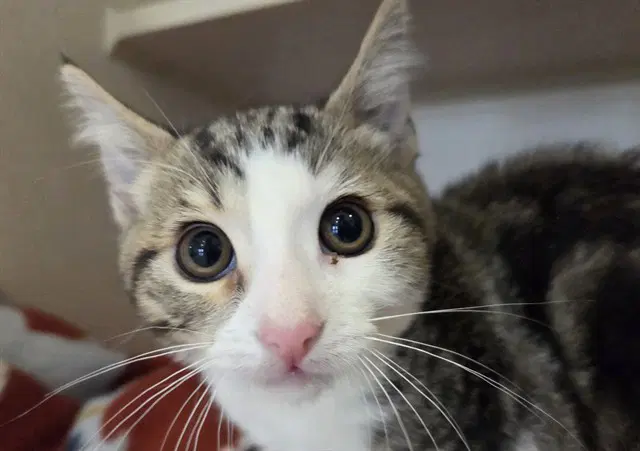 Shortbread - Domestic Short Hair