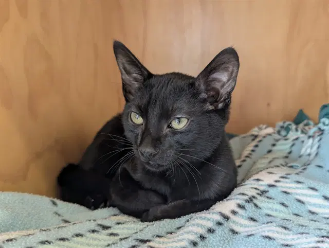 Toto - Domestic Short Hair