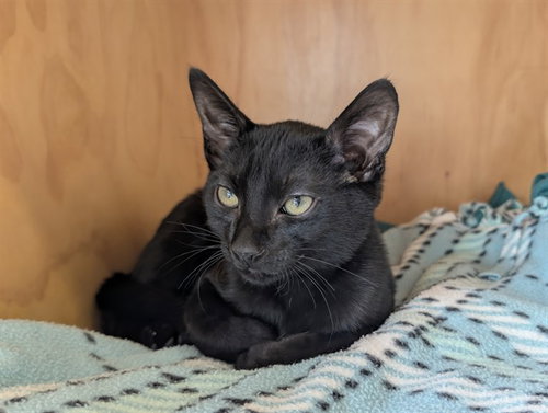 TOTO, a cat for adoption from Coastal Animal Services Authority