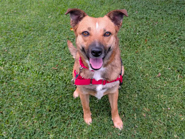 Marina - German Shepherd Dog
