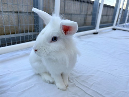 NIKKI, a rabbit for adoption from Coastal Animal Services Authority