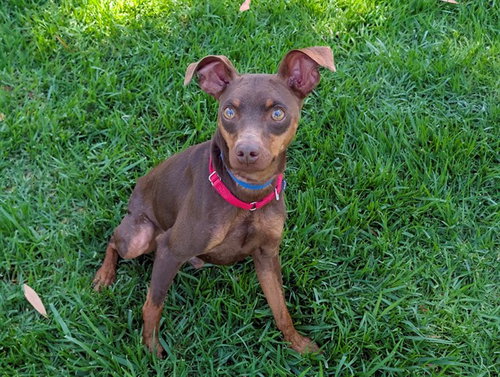 picture of the dog needing adoption