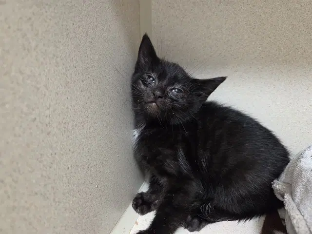 Midnight - Domestic Short Hair