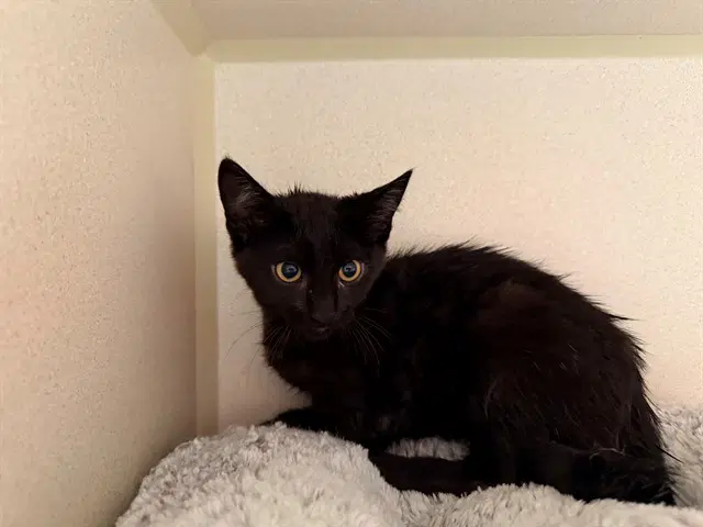 Count Dooku - Domestic Short Hair
