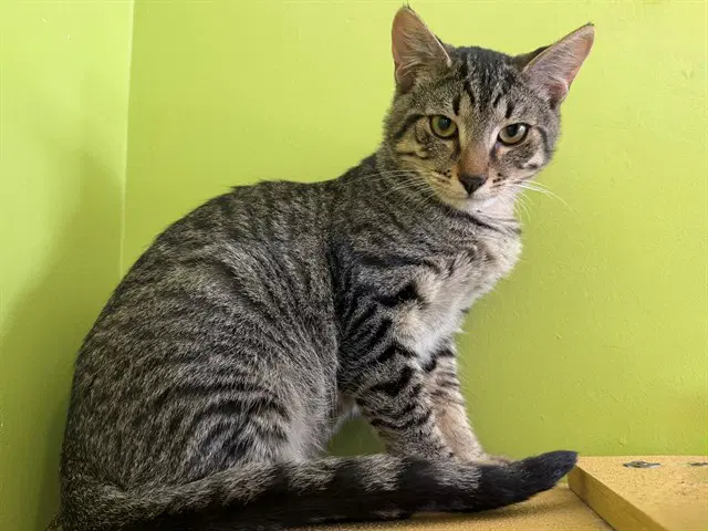Jessie - Domestic Short Hair