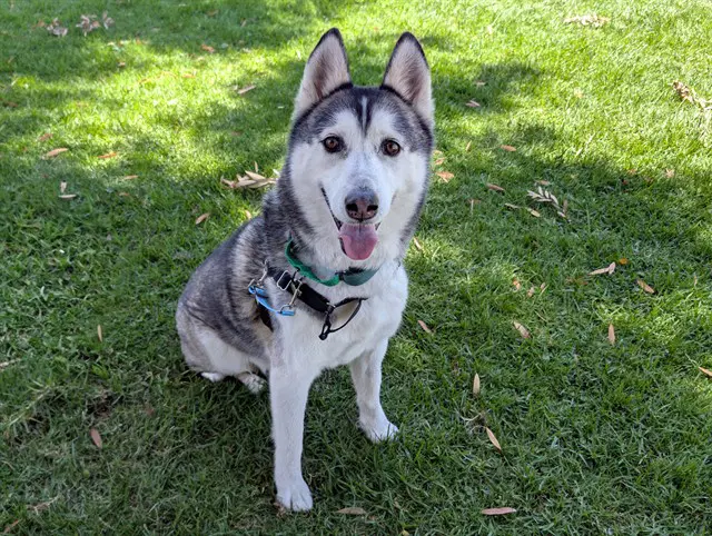 Rio - Siberian Husky
