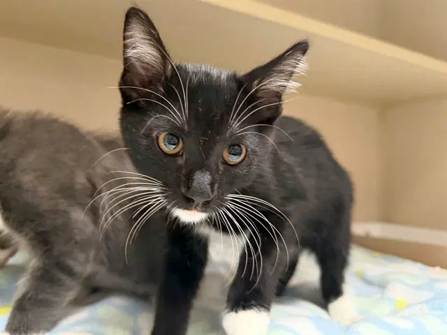 Leonard - Domestic Short Hair