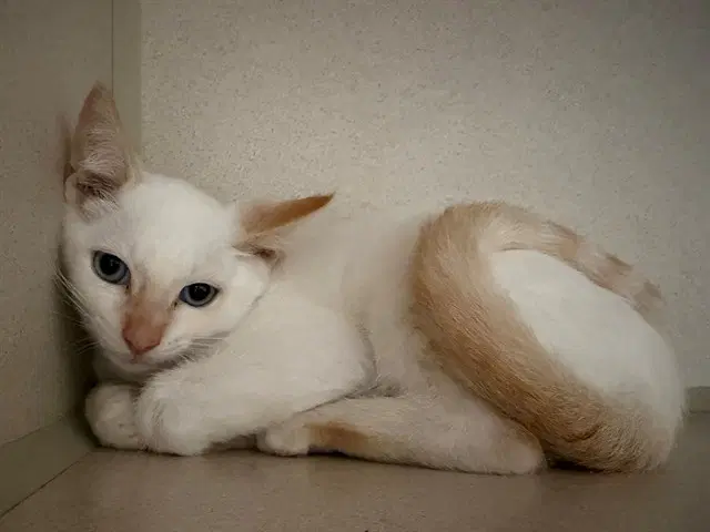 Marcel - Siamese