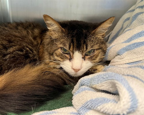 BEE GEE, a cat for adoption from Coastal Animal Services Authority