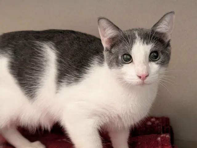 Rancor - Domestic Short Hair