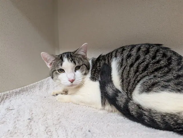 Gojira - Domestic Short Hair