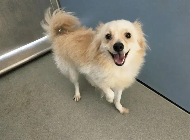 Barley - Pomeranian