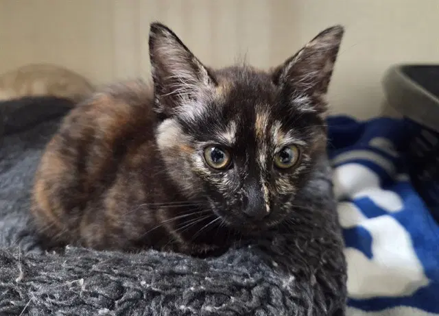 Ariana - Domestic Short Hair