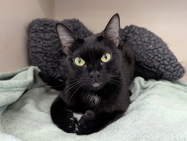 Qi'ra - Domestic Short Hair