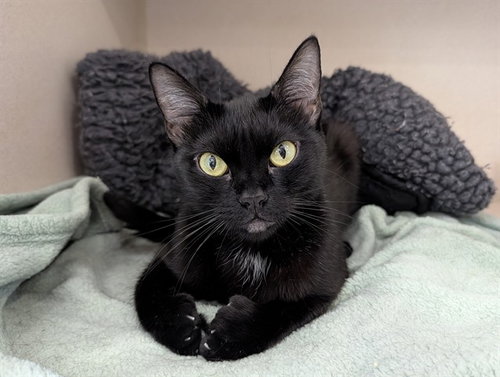 QI'RA, a cat for adoption from Coastal Animal Services Authority
