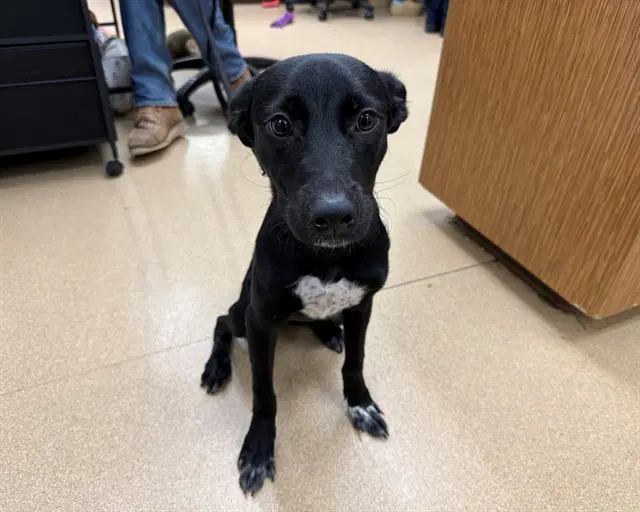 Bleu - Labrador Retriever