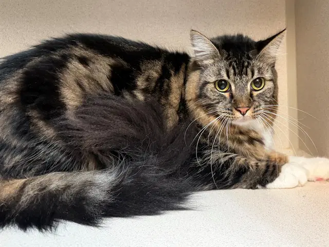 Noodles - Domestic Medium Hair