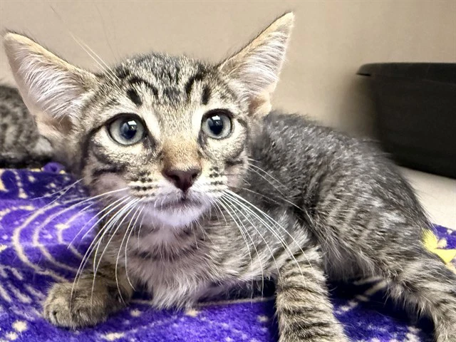Luca