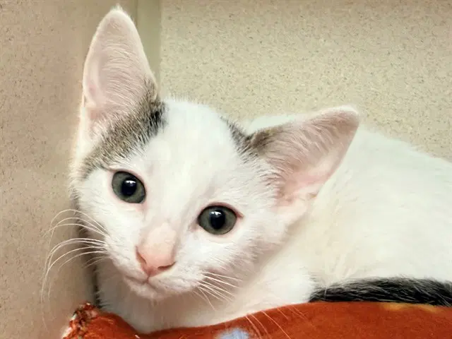 Marty - Domestic Short Hair