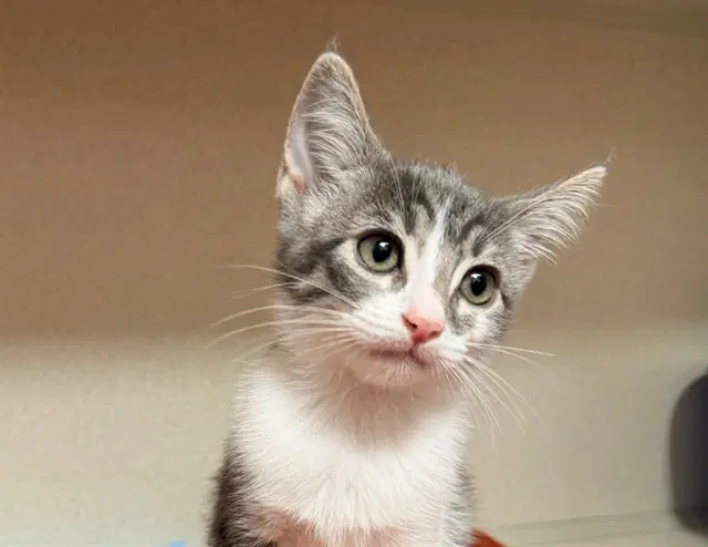 Ruthie - Domestic Short Hair
