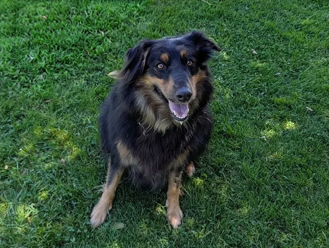 Rusty - Australian Shepherd