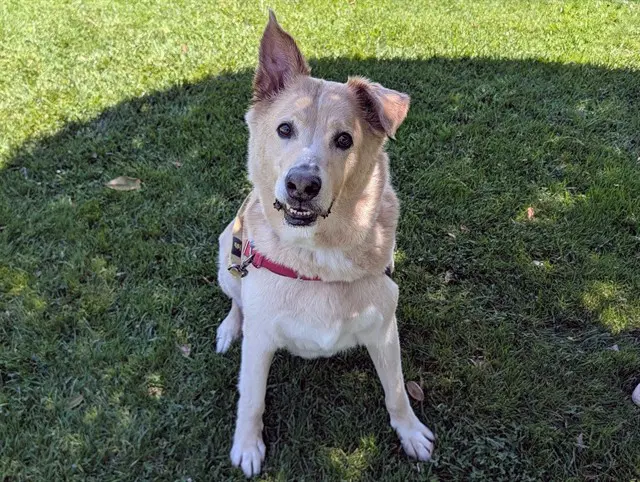 Cody - German Shepherd Dog