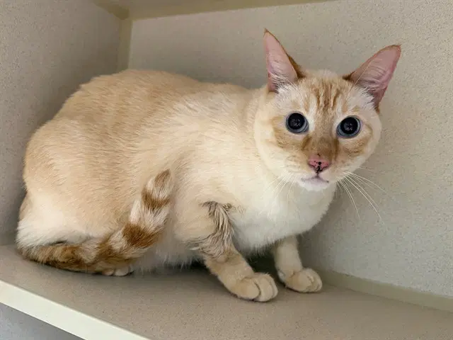 Snowy - Siamese